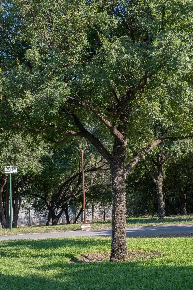 Roble, Vegetación Terra Regia, Recording Architecture